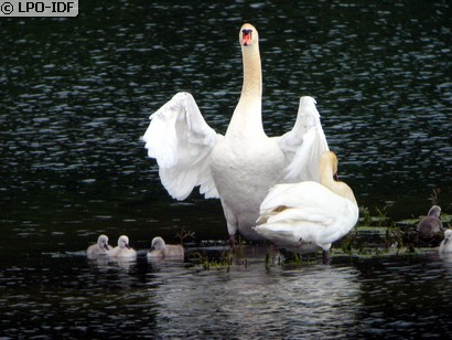 Cygne tuberculé