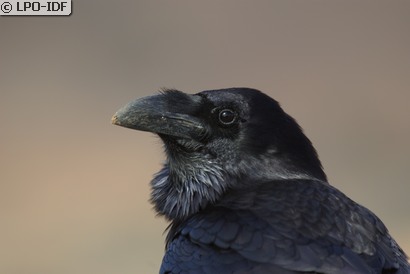 Grand Corbeau