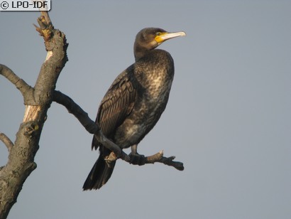 Grand Cormoran