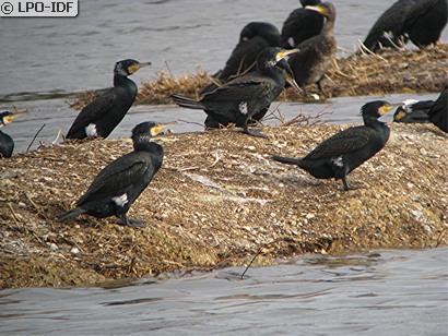 Grand Cormoran