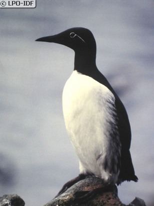 Guillemot de Troïl