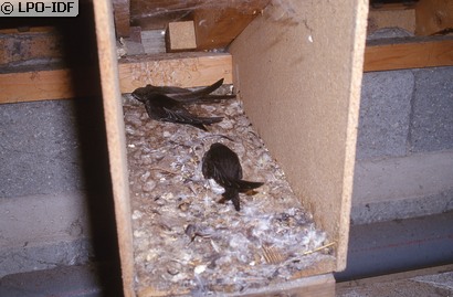 Martinet noir