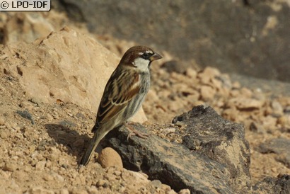 Moineau espagnol