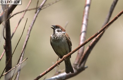 Moineau friquet