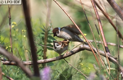 Moineau friquet