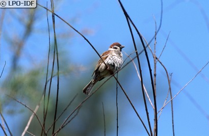 Moineau friquet