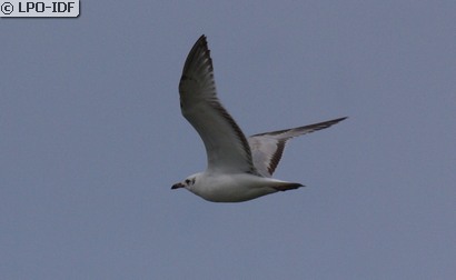Mouette mélanocéphale