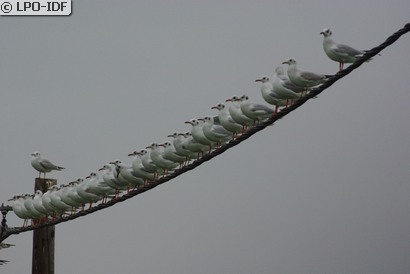 Mouette rieuse