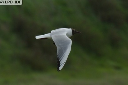 Mouette rieuse