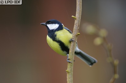 Mésange charbonnière