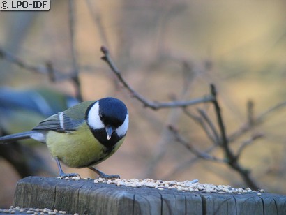 Mésange charbonnière