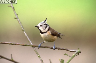 Mésange huppée