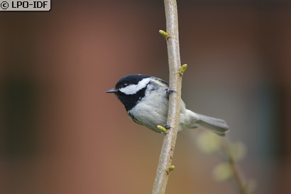 Mésange noire