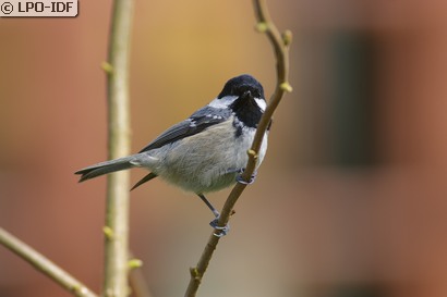 Mésange noire