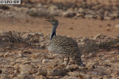 Outarde houbara