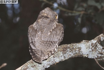 Petit-duc scops