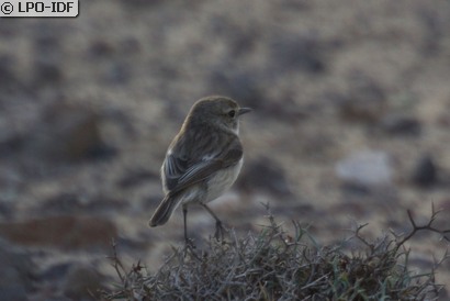 Tarier des Canaries