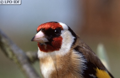 Chardonneret élégant