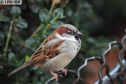 Moineau domestique