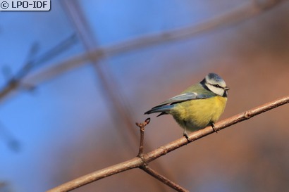 Mésange bleue