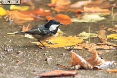 Mésange noire