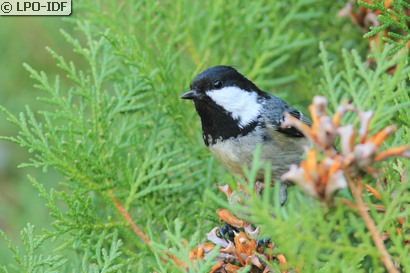 Mésange noire