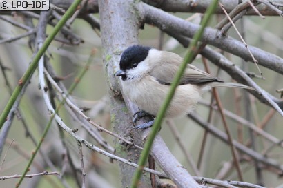 Mésange nonnette