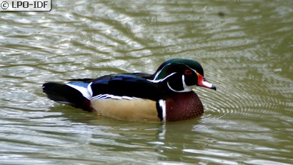 Canard carolin