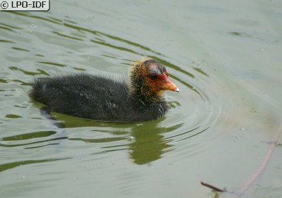 Foulque macroule