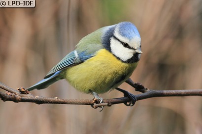 Mésange bleue