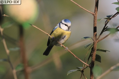 Mésange bleue