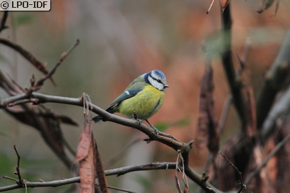 Mésange bleue