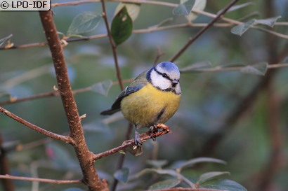 Mésange bleue