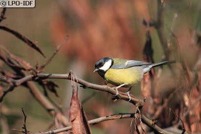 Mésange charbonnière