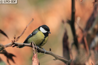 Mésange charbonnière