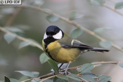 Mésange charbonnière