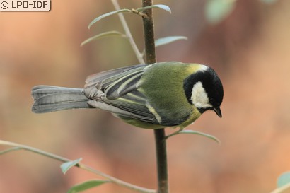 Mésange charbonnière
