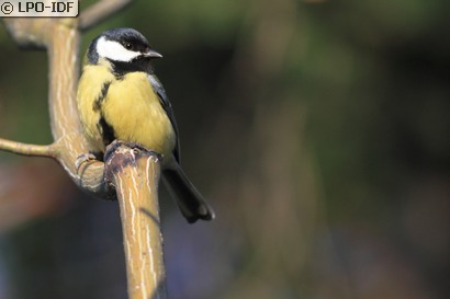 Mésange charbonnière