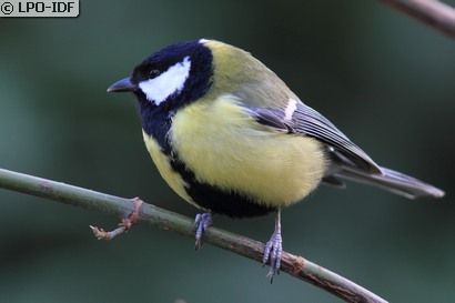 Mésange charbonnière