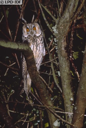 Hibou moyen-duc