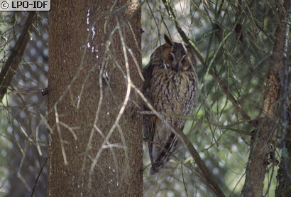 Hibou moyen-duc