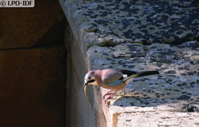 Geai des chênes