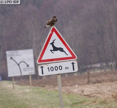 Buse variable