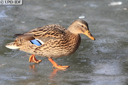Canard colvert