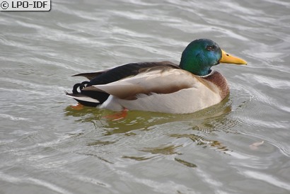 Canard colvert