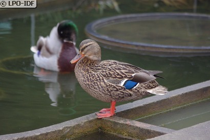 Canard colvert