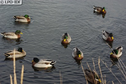 Canard colvert