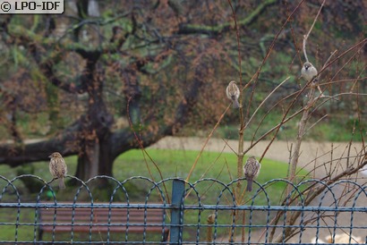 Moineau domestique