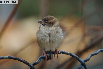 Moineau domestique