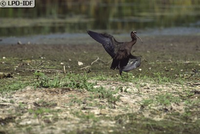 Ibis falcinelle